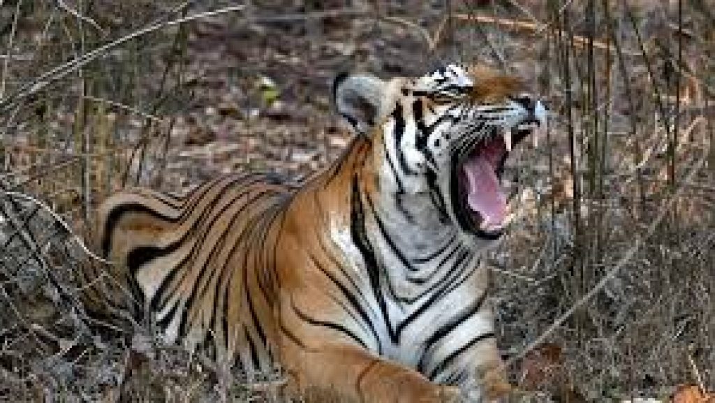 tiger kanha in hindi
